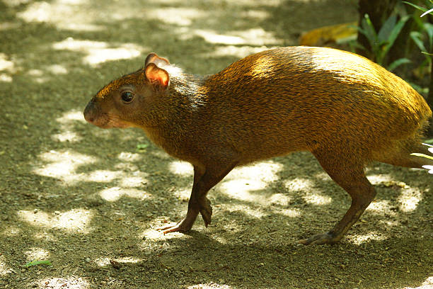 агути центральной америки - agouti стоковые фото и изображения