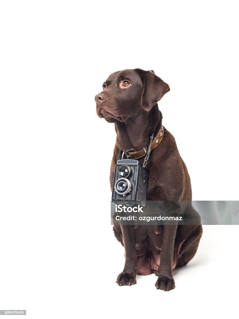 Photographer dog Photographer dog on isolated white background, studio shot. Animal Stock Photo