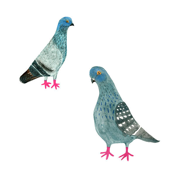 gołębie - gołąb ilustracje stock illustrations