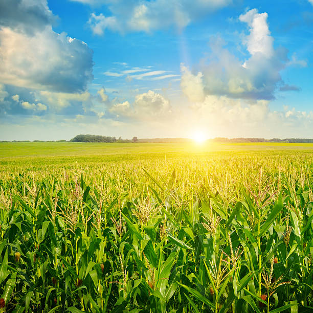 sunrise over the corn field sun rise over the corn field leath stock pictures, royalty-free photos & images