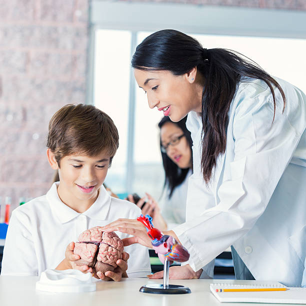 istock Hispanic teacher using model brain to teach preteen students 509477734