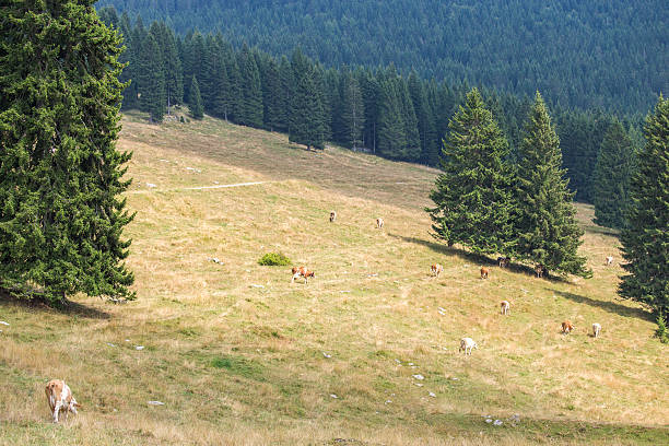 istock Herd of cows grazing between pine trees 509478156