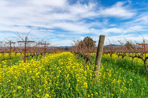 istock Vineyard in Spring , Napa, California 509478816
