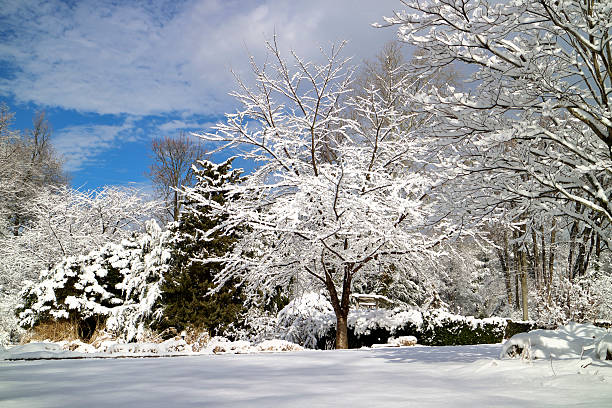 istock Winter scenic after fresh snow trees covered in white 509478936