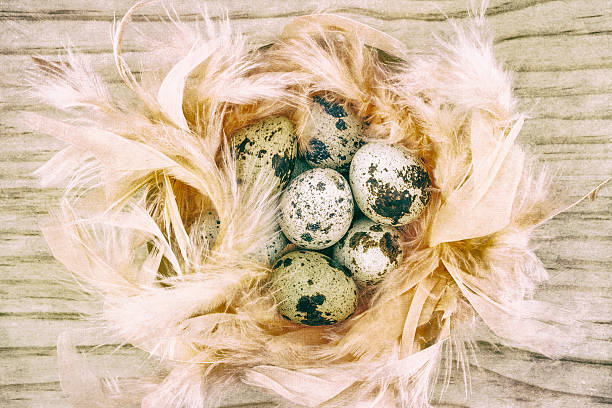 Przepiórcze jaja w pióra – zdjęcie