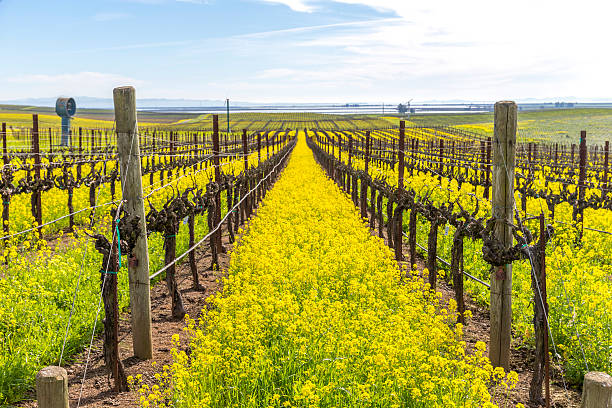 vigneto in primavera, napa, california - vineyard sonoma county california panoramic foto e immagini stock