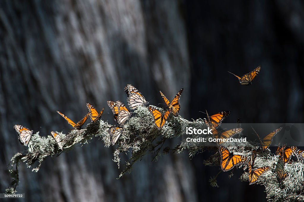 Close-up of Monarch Butterflies on Branch Monarch butterfly (Danaus plexippus) resting on a tree branch in their winter nesting area. Monarch Butterfly Stock Photo