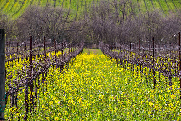 vigneto in primavera, napa, california - vineyard sonoma county california panoramic foto e immagini stock