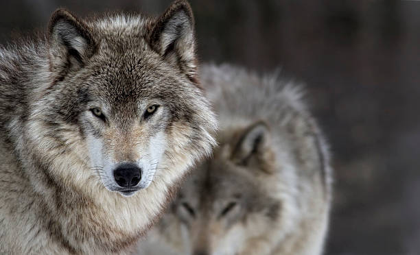 two gray wolves two gray wolves, Montebello, Qc, Canada canis lupus stock pictures, royalty-free photos & images