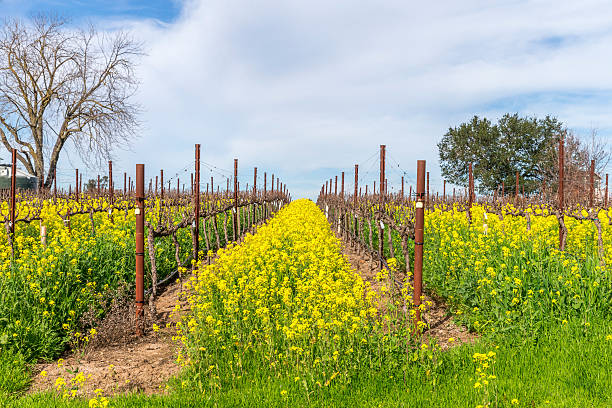 istock Vineyard in Spring , Napa, California 509480382