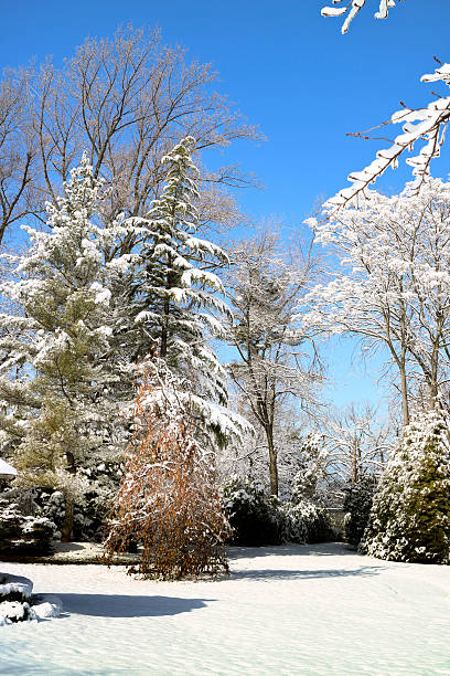 istock Winter scenic vertical shot after fresh snow, trees covered 509480540
