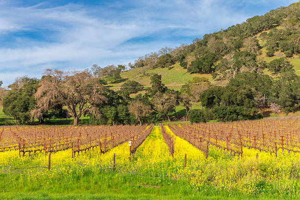 포도원입니다 봄, 나파, 캘리포니아 - carneros valley napa valley vineyard california 뉴스 사진 이미지