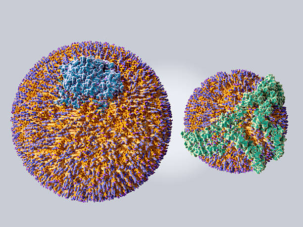 Comparison of a LDL (left) and a HDL (right) particle stock photo