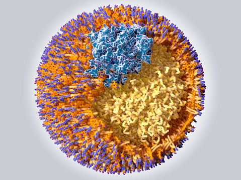 Low-density lipoprotein (LDL) particles transport the water insoluble lipids like cholesterol, phospholipids, triglycerids and certain vitamins in blood plasma from the liver to other organs and tissues. A single LDL particle contains 3.000 to 6.000 fat molecules and a single apolipoprotein B molecule, a large protein (depicted in blue), building the surface with the phospholipids (depicted in orange with a blue cap) and cholesterol molecules (depicted in orange with a violet cap).