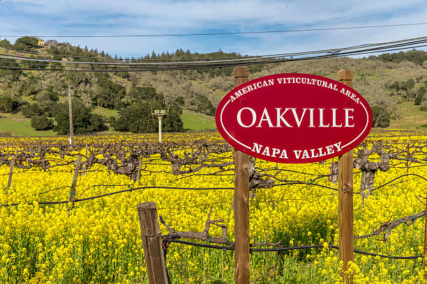 aea (asian emergency assistance), accedi vigneto di napa, california - carneros valley napa valley vineyard california foto e immagini stock