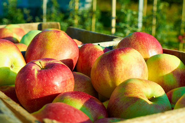 istock Fresh healthy apples in a box in orchard. 509482972