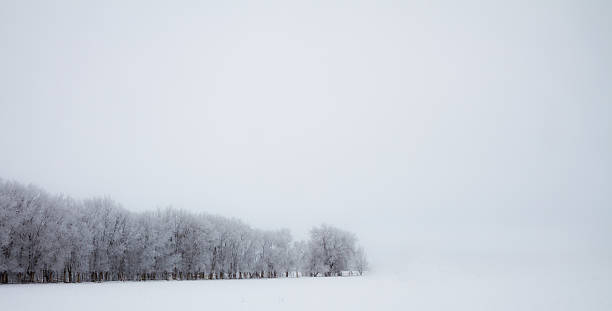 istock Line of trees against white 509483044