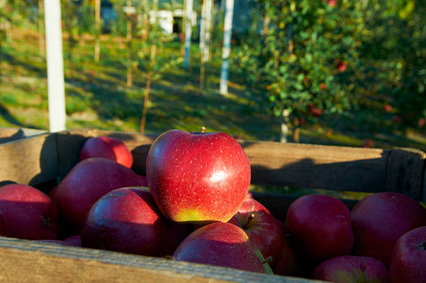 istock Fresh healthy apples in a box in orchard. 509483054