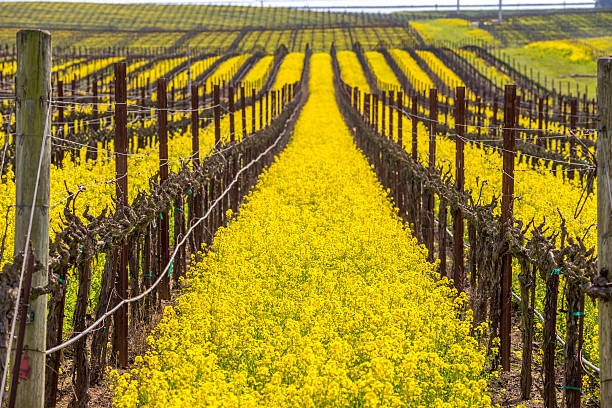 vigneto in primavera, napa, california - vineyard sonoma county california panoramic foto e immagini stock