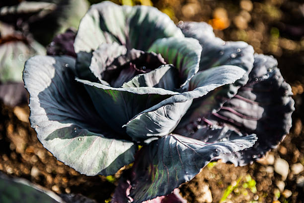 The Red Cabbage Brassica Oleracea stock photo