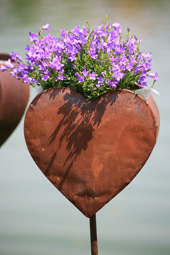 Bellflower or bluebell in a heart shaped rusty vase.
