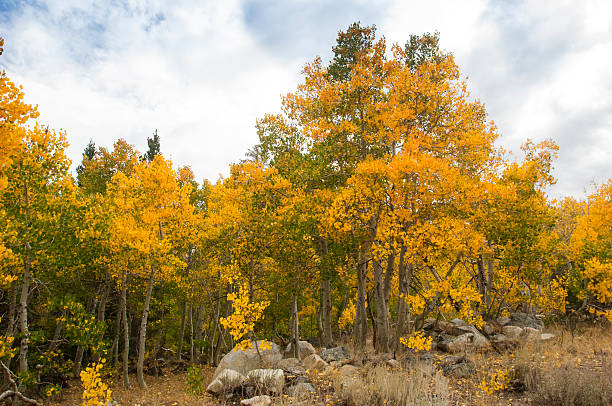istock Autumn Aspen Leaves on Trees 509483808