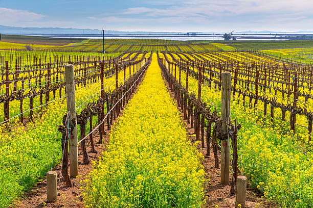 포도원입니다 봄, 나파, 캘리포니아 - agriculture winemaking cultivated land diminishing perspective 뉴스 사진 이미지