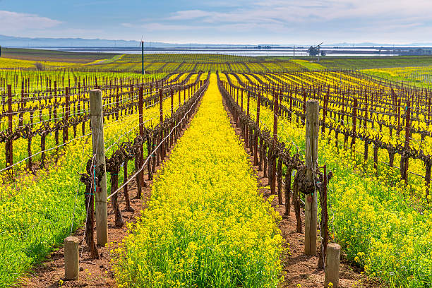 виноградник весной, напа, калифорния - vineyard panoramic napa valley california стоковые фото и изображения