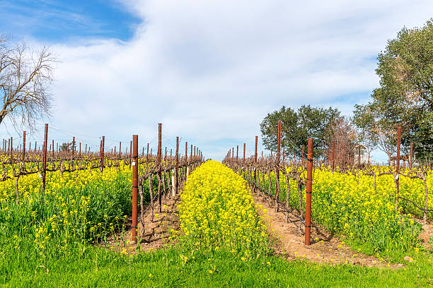 포도원입니다 봄, 나파, 캘리포니아 - carneros valley napa valley vineyard california 뉴스 사진 이미지