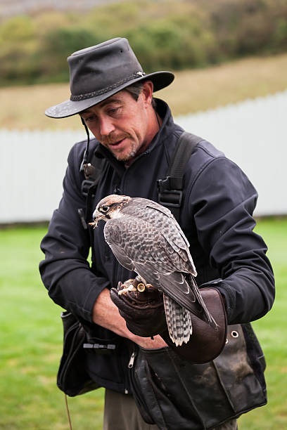 Falconeer exhibiting at the Connemara national Park stock photo