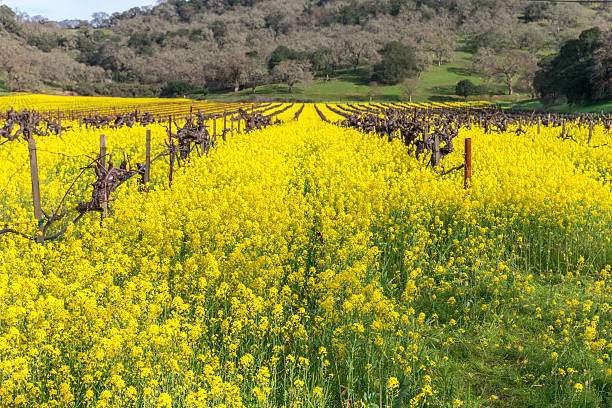istock Vineyard in Spring , Napa, California 509484878