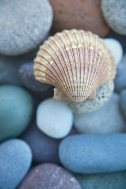 Close-up still life of a clamshell seashell, resting on beach pebbles in various color, Photographed in selective focus, in vertical format, with copy space.