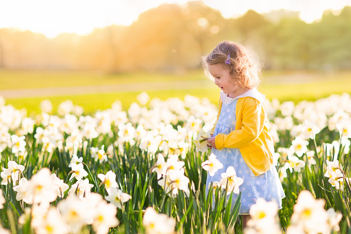 Toddler girl playing in daffodil flower field. Child gardening. Kid picking flowers in the backyard. Children working in the garden. Kids taking care of plants. First spring blossoms. Easter egg hunt.