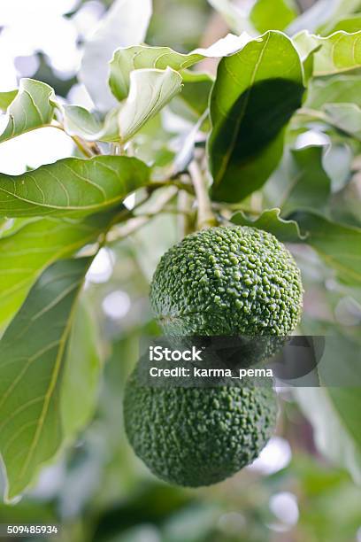 Avocado Reed Variety On The Tree Stock Photo - Download Image Now - Avocado, Food, Fruit