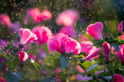 beautiful pink flowers under the solar rain