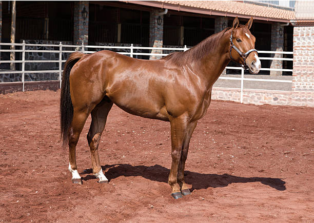istock Beautiful thoroughbred horse Hanoverian 509486750