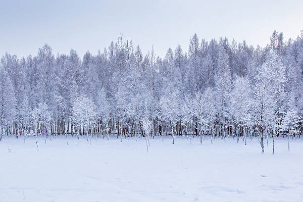 istock Tree branches are snow covered and look very beautiful 509487344