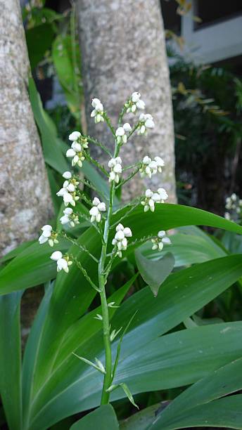 istock Wild Flower in graden 509487671