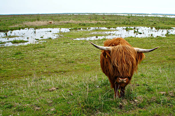 Scottish highland cow on Dutch island Tiengemeten Scottish highland on Dutch island Tiengemeten tiengemeten stock pictures, royalty-free photos & images