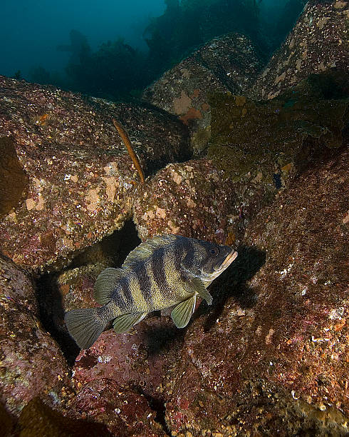 istock Treefish at Catalina Island reef 509487859