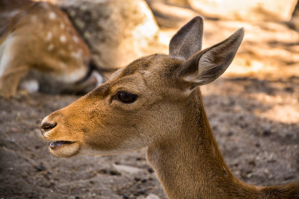 Head Of A Very Young Female Deer Stock Photo - Download Image Now - Animal, Animal Body Part, Animal Head - iStock Head Of A Very Young Female Deer Stock Photo - Download Image Now - Animal, Animal Body Part, Animal Head - iStock