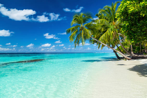 paradise beach - beach palm tree tropical climate sea - fotografias e filmes do acervo
