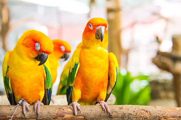 istock Small Macaw bird in the farm 509488395