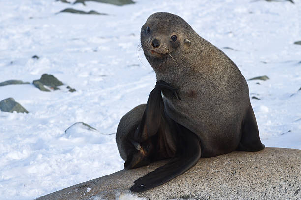 istock fur seals sitting on the rocks and scratched 509488457