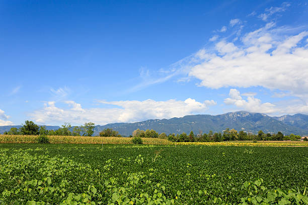 istock Agriculture, field of soybean 509488652