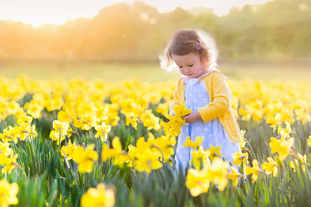 kleines mädchen in narzisse feld - baby toddler child flower stock-fotos und bilder