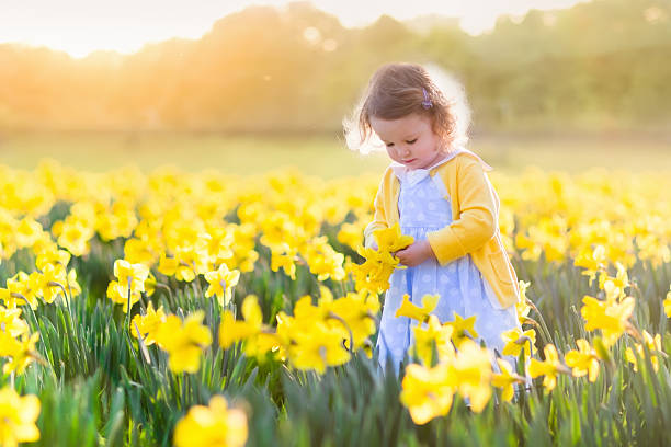 fillette dans un champ de jonquilles - daffodil photos et images de collection