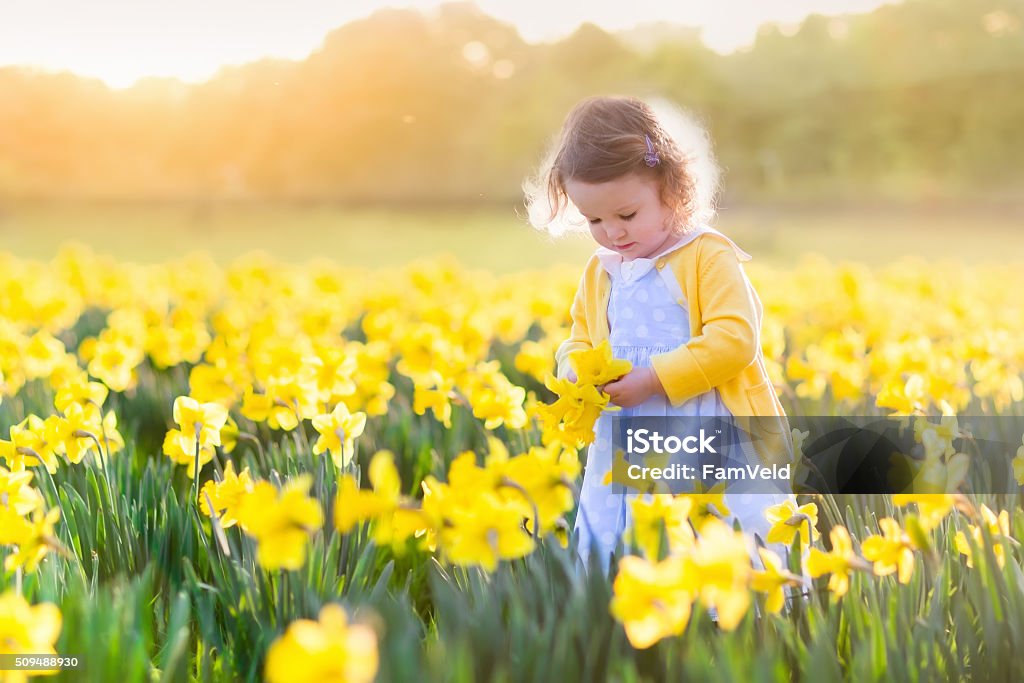 Little girl in daffodil field Toddler girl playing in daffodil flower field. Child gardening. Kid picking flowers in the backyard. Children working in the garden. Kids taking care of plants. First spring blossoms. Easter egg hunt. Springtime Stock Photo