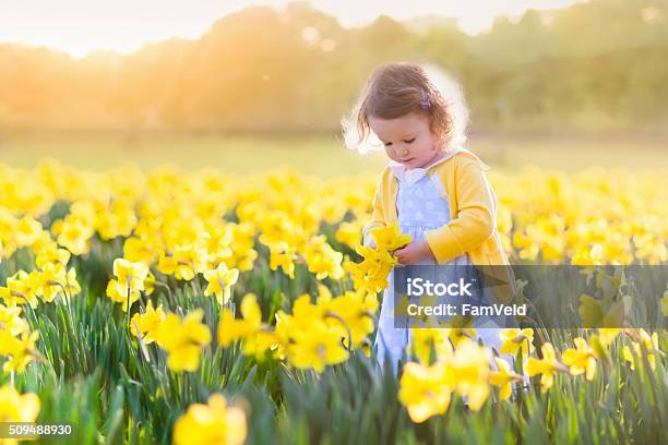 Little Girl In Daffodil Field Stock Photo - Download Image Now - Springtime, Child, Family