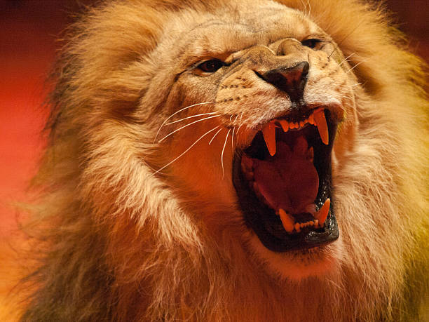 en colère lion rugissant - circus lion photos et images de collection